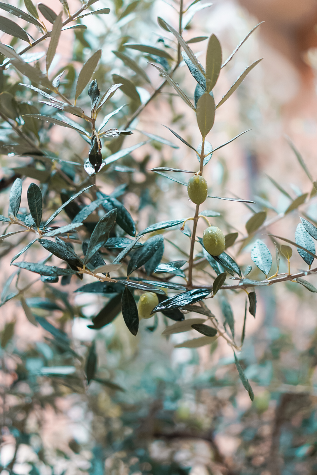olives on olive branch
