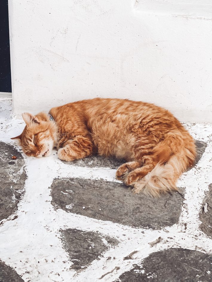 sleepy cat in Mykonos Town